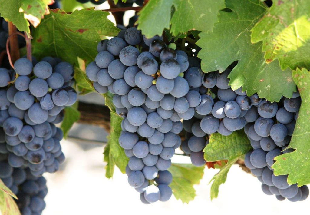Giống nho Merlot phổ biến khi sản xuất rượu vang đỏ